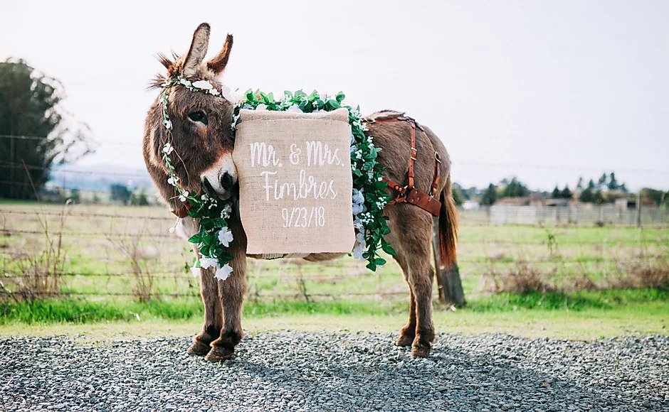 Company Hires Out Donkeys To Serve Guests Booze At Your Wedding