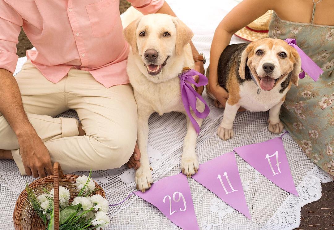 7 Adorable Ways To Make Your Pet The Guest Of Honour At Your Wedding